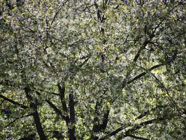 Güneşli bir günde çiçek açan kiraz ağacı