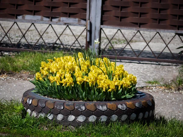 Bloeiende Narcissen Een Bloembed Gemaakt Van Een Tweedehands Autoband — Stockfoto