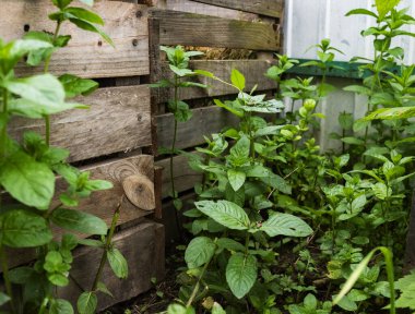 Ukraynalılar kullanılmış materyaller için geri dönüşüm programlarında aktif olarak yer alıyorlar. Kullanılmış paletlerden bahçe mobilyaları ve bahçe yatakları yapıyorlar ve bahçecilikte plastik ambalaj kullanıyorlar. Nane, kullanılmış paletlerden yapılmış gübre kutularının yanında yetişir..