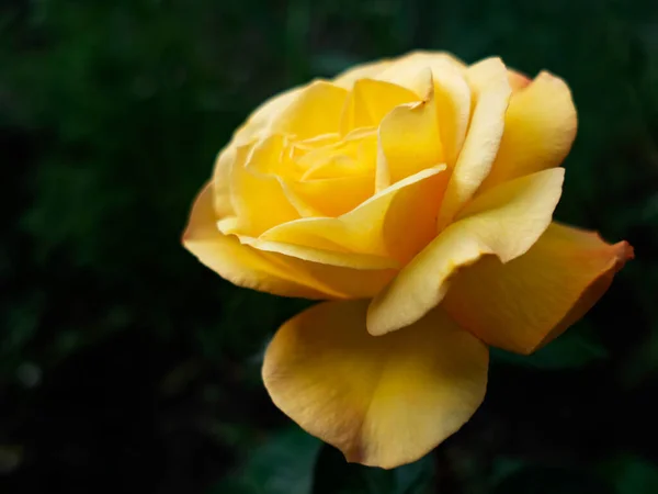 Chá Rosa Flor Canteiro Flores Jardim — Fotografia de Stock