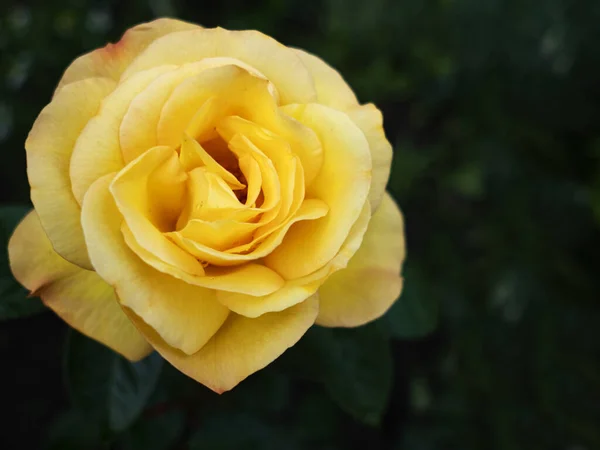 Chá Rosa Flor Canteiro Flores Jardim — Fotografia de Stock