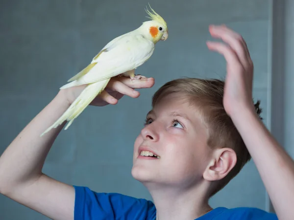 Portrait Happy Caucasian Teenager Parrot Gray Background — ストック写真