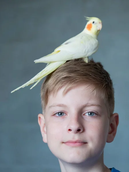 Porträtt Glad Kaukasiska Tonåring Med Papegoja Grå Bakgrund — Stockfoto