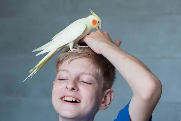 Portrait Happy Caucasian Teenager Parrot Gray Background — ストック写真