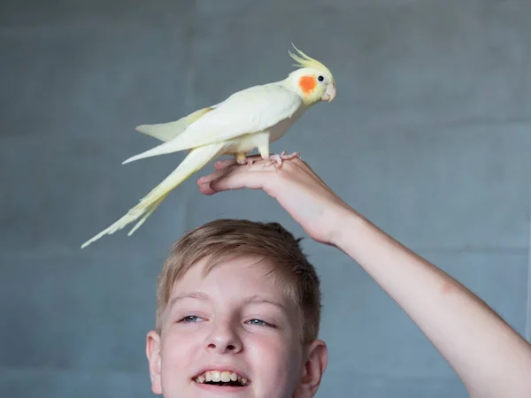 Portrait Happy Caucasian Teenager Parrot Gray Background — ストック写真