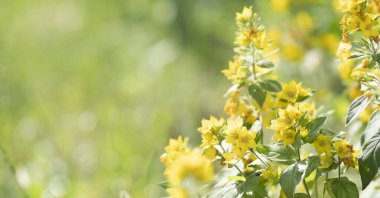 Bahçede Lysimachia punctata var. Seçici odak.