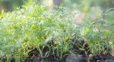 Dill bahçe yatağında. Seçici odak.