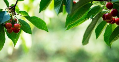 Bahçedeki kiraz dalı. Seçici odak.