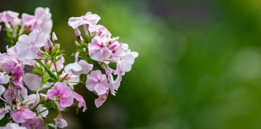 Phlox bahçede panikledi. Seçici odak.