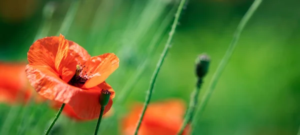 Amapolas Florecientes Césped Enfoque Selectivo — Foto de Stock