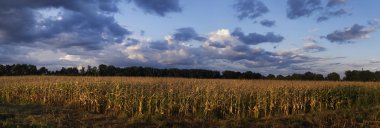 Corn crop in Ukraine may drop to 25 million tonnes clipart