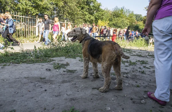 Zombie parade in kyiv — Stock Photo, Image