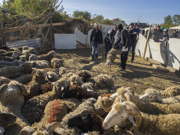 Eid al-Adha in Kiev mosque Ar-Rahma