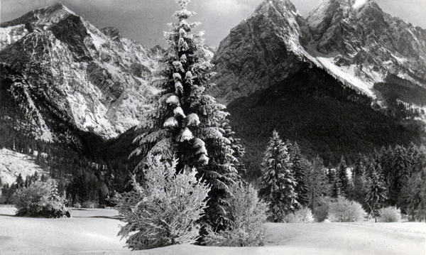 Abeto cubierto de nieve —  Fotos de Stock