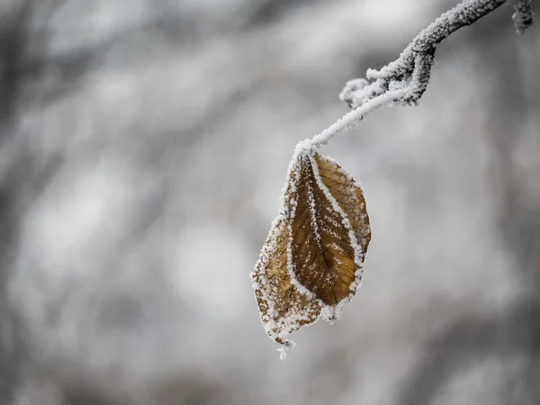 Ukraina "vinterväder" — Stockfoto