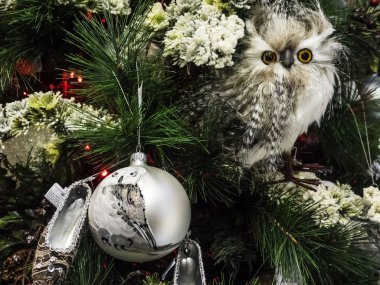 Sunni Noel derotions Kiev