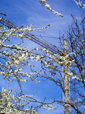 Çiçekli ağaç ve vinç
