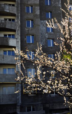 Arka bina üzerinde çiçekli ağaç