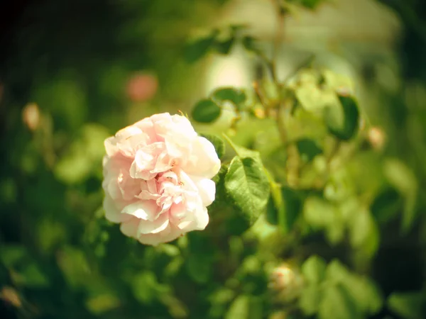 Romantyczne karty z różą — Zdjęcie stockowe