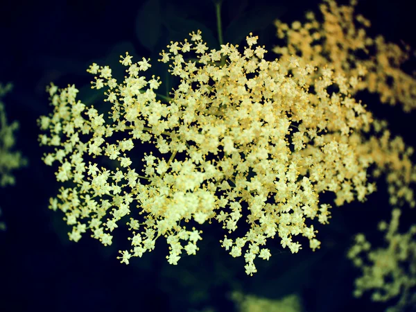Kleine weiße Blüten aus nächster Nähe — Stockfoto