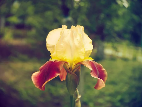 Irisblüte, Nahaufnahme — Stockfoto