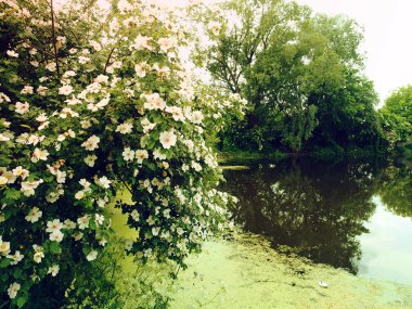 Beyaz çiçekli çiçekli çalı