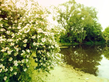 Beyaz çiçekli çiçekli çalı