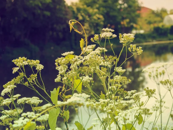 Blühender Strauch mit weißen Blüten — Stockfoto