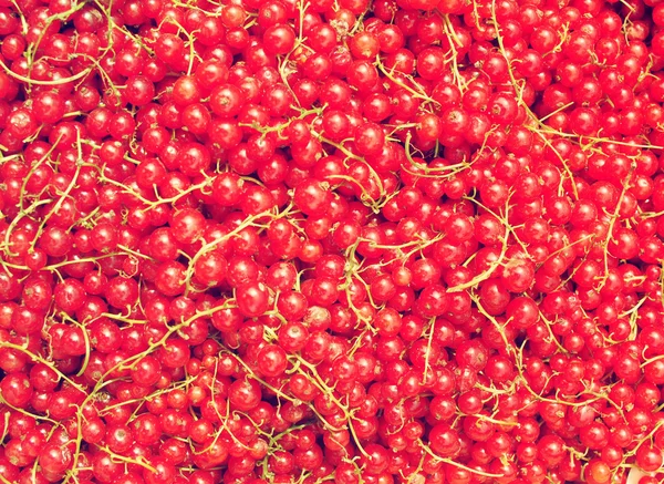 Red currant — Stock Photo, Image