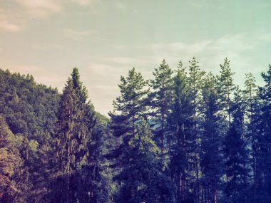 Çam ağaçları üst kısımları 