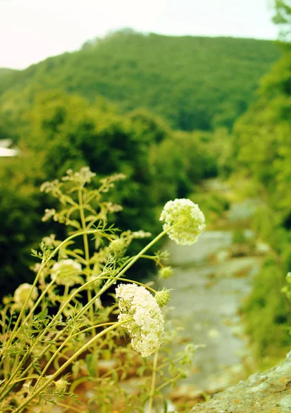 Rio das montanhas — Fotografia de Stock