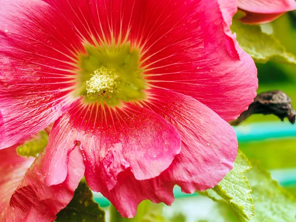 Malva rosa — Fotografia de Stock