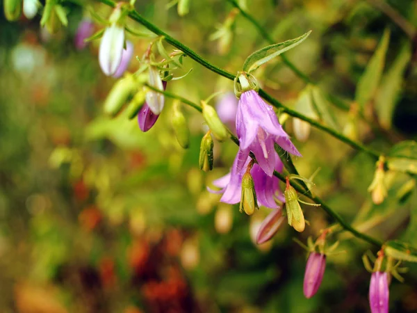 Pokrzywa liściach Bellflower — Zdjęcie stockowe