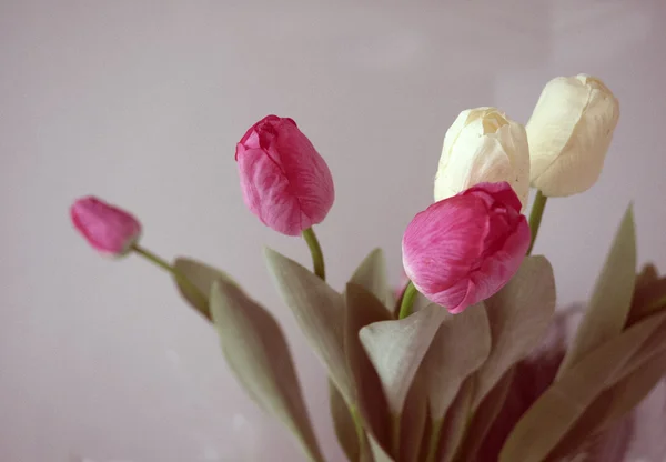 Tulpen — Stockfoto