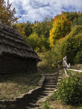Orman arka plan üzerinde döken