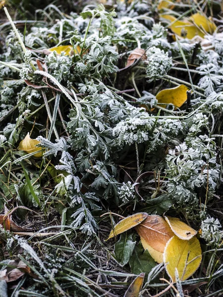 Bladeren bedekt met rietvorst — Stockfoto