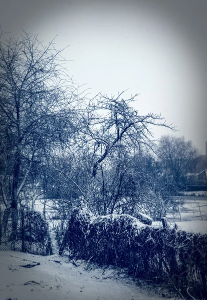 Arbres couverts de neige — Photo