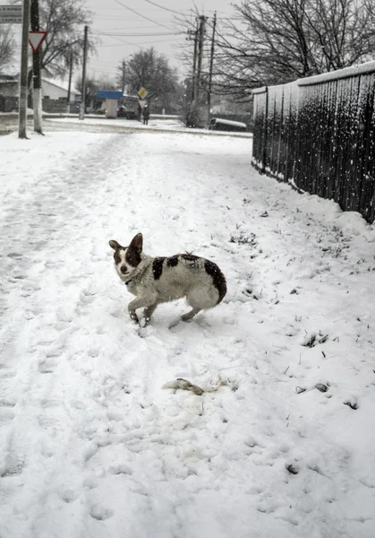 Verängstigter Hund auf Straße — Stockfoto