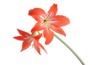 güzel bir kırmızı çiçek