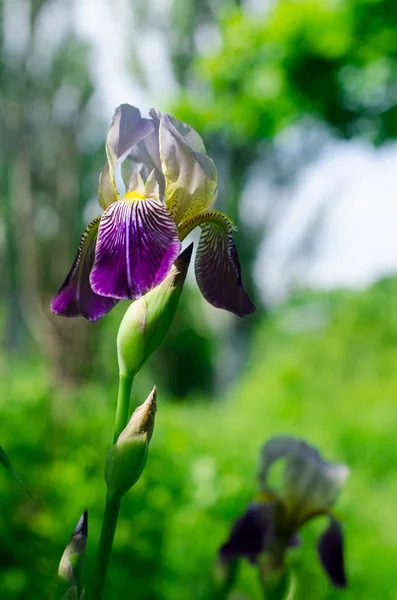 Flor de íris no parque — Fotografia de Stock