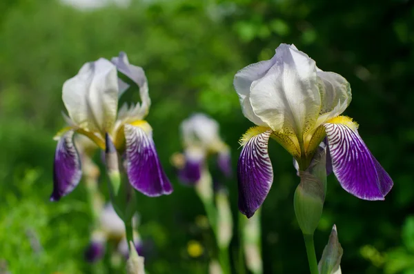 Iris bloem in het park — Stockfoto