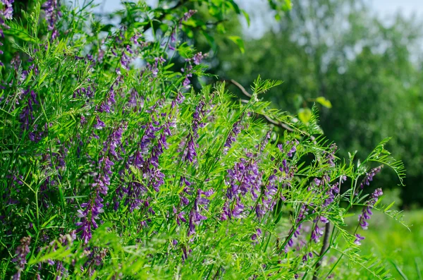 Wilde bloemen in het park — Stockfoto