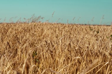 altın buğday alanı