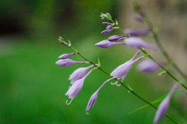 Güzel çan çiçeği çan 