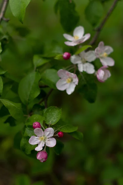 春にリンゴの木を開花させる — ストック写真