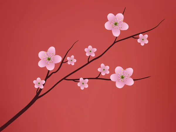 Sakura Blossom — Stock Vector