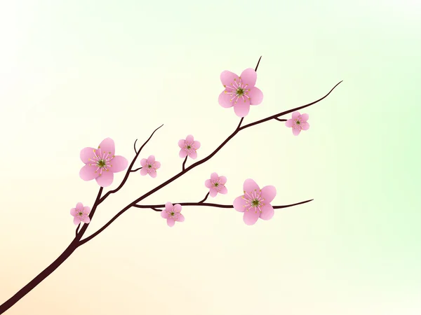 Sakura Blossom — Stock Vector