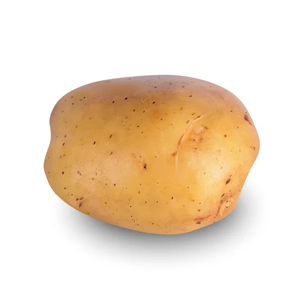 Картошка на белом — стоковый вектор