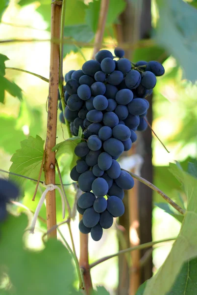 Red wine grapes — Stock Photo, Image