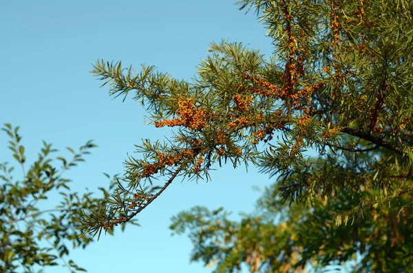 Ramo di bacche di olivello spinoso — Foto Stock